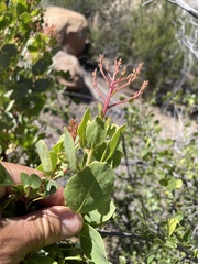 Arctostaphylos australis