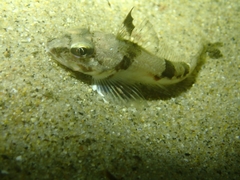 Chitonotus pugetensis