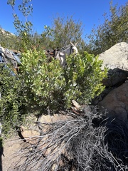 Arctostaphylos australis