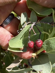 Arctostaphylos australis