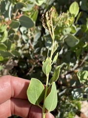 Arctostaphylos australis