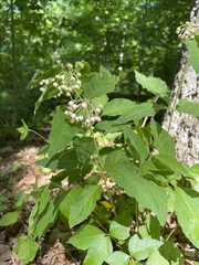 Asclepias quadrifolia
