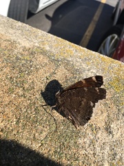Lepidoptera