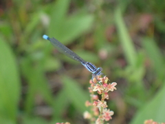 Enallagma divagans