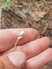 Ebenus pinnata image