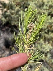 Ericameria parishii peninsularis