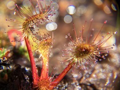 Drosera stenopetala