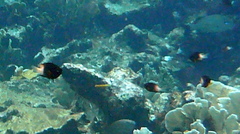 Stegastes partitus