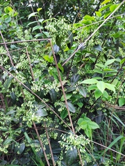 Vaccinium mandarinorum