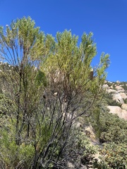 Ericameria parishii peninsularis