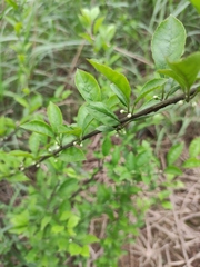 Ilex aculeolata
