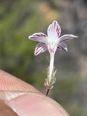 Linanthus orcuttii