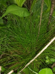 Carex leptalea
