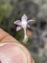 Linanthus orcuttii
