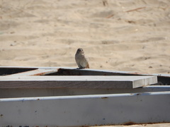 Passer domesticus