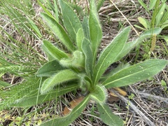 Hieracium longipilum