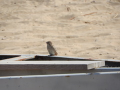 Passer domesticus