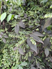 Vaccinium mandarinorum