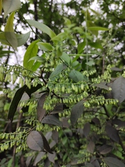 Vaccinium mandarinorum