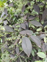 Vaccinium mandarinorum