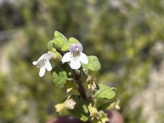 Clinopodium chandleri