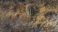 Ferocactus recurvus recurvus