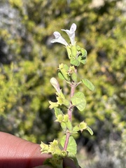Clinopodium chandleri