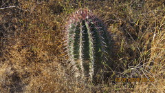 Ferocactus recurvus recurvus