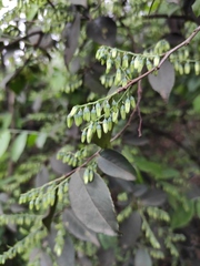 Vaccinium mandarinorum