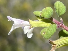 Clinopodium chandleri