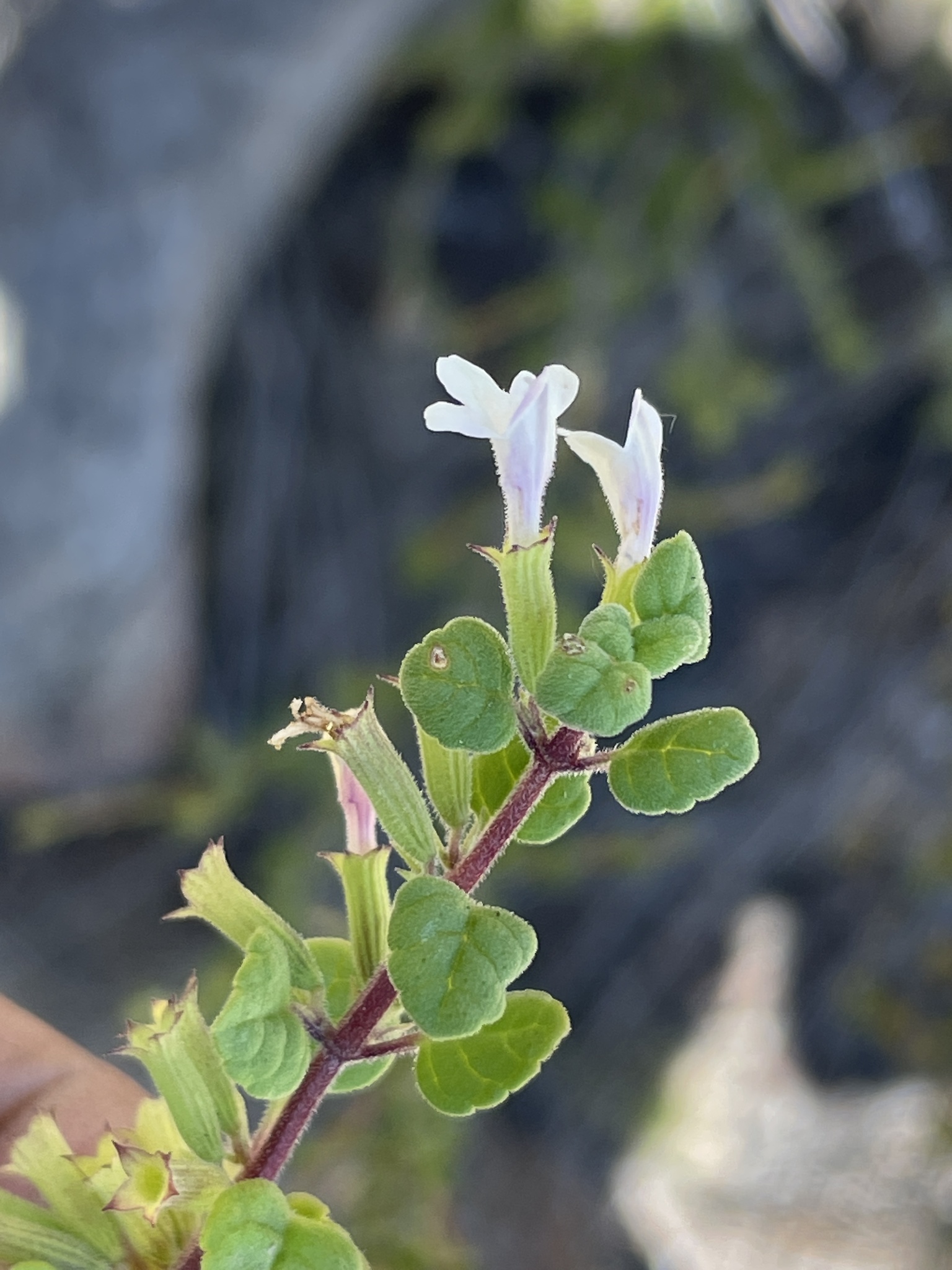 Clinopodium chandleri