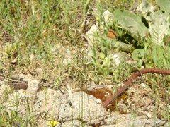 Helictochloa bromoides