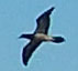 Sula leucogaster