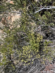 Clinopodium chandleri