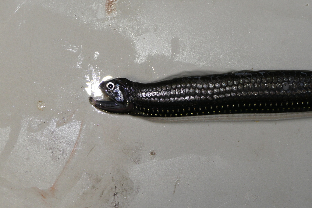 Slender Dragonfish