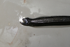 Slender Dragonfish photo 1