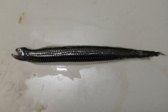 Boa Dragonfish photo 2