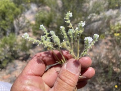 Cryptantha intermedia johnstonii