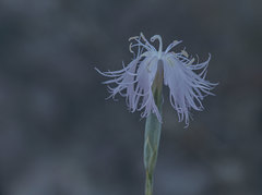 Dianthus broteri