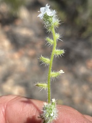 Cryptantha intermedia johnstonii