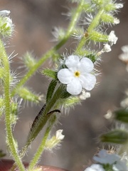 Cryptantha intermedia johnstonii