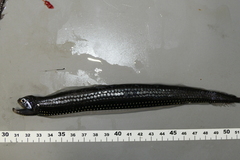 Boa Dragonfish photo 3