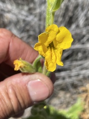 Diplacus clevelandii