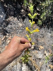 Diplacus clevelandii