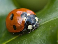 Coccinella septempunctata