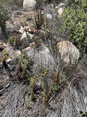 Diplacus clevelandii