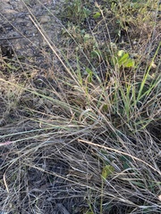 Eragrostis interrupta