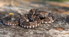 Bothrops pubescens