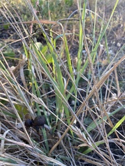 Eragrostis interrupta