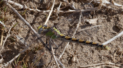 Ophiogomphus occidentis